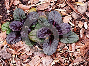 Ajuga reptans Black `Scallop`