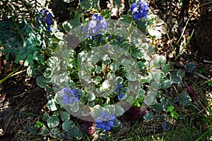 Ajuga reptans, bugle, blue bugle, bugleherb, bugleweed, carpetweed, carpet bugleweed, common bugle, St. Lawrence plant. Berlin