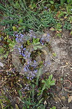 Ajuga reptans in spring in the garden. Berlin, Germany