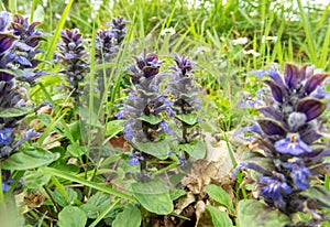 Ajuga reptans or bugle flowering plants with blue flowers