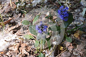 Ajuga reptans. Carpet bugleweed flowers grow in urban yard.