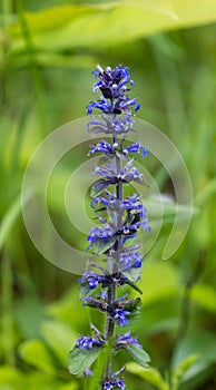 Ajuga reptans, commonly known as bugle
