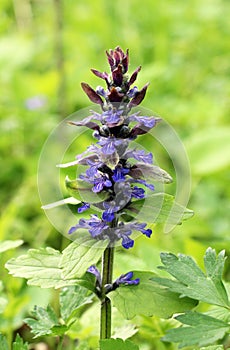 Ajuga reptans grows and blooms in herbs