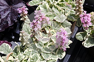 Ajuga reptans `Pink Lightning`, Carpet Bugleweed Pink Lighting,