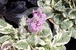 Ajuga reptans `Pink Lightning`, Carpet Bugleweed Pink Lighting,