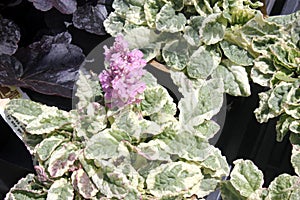 Ajuga reptans `Pink Lightning`, Carpet Bugleweed Pink Lighting,