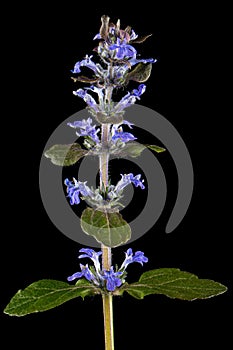Ajuga reptans plant. Also known as common or blue bugle, bugleherb, bugleweed, carpetweed, carpet bugleweed. Isolated on black