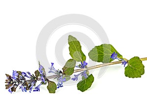 Ajuga reptans plant. Also known as common or blue bugle, bugleherb, bugleweed, carpetweed, carpet bugleweed. Isolated on white