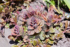 Ajuga reptans is a plant of the Lamiaceae family