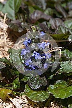 Ajuga reptans or purple carpet bugleweed in garden