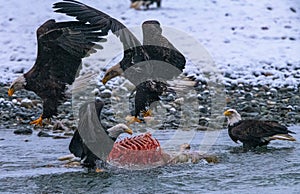 Ajusting the feeding order of the Bald Eagles