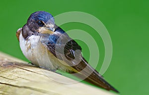 Ajuvenile Barn swallow  - junge Rauchschwalbe Hirundo rustica