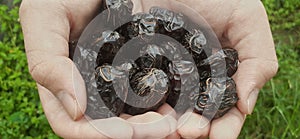 Ajwa Aliyah Dates in hand