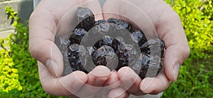 Ajwa Aliyah Dates in hand