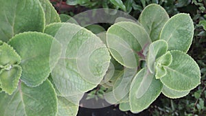 Ajwain, ajowan, or Trachyspermum ammi