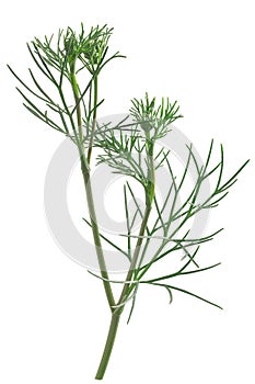 Ajwain or ajowan Trachyspermum ammi herb, fresh, isolated photo