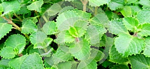 Ajwain or carom plant leaves