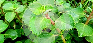 Ajwain or carom plant leaves close up