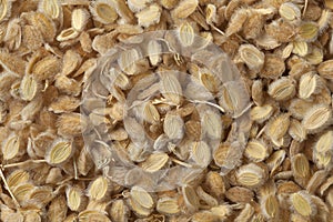 Ajwain fruit