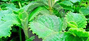 Ajwain Indian Borage orengano leaves beautiful stock