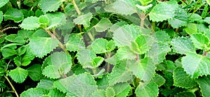 Ajwain Indian Borage orengano plant