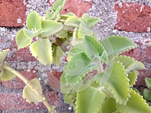 Ajwain, Mexican Mint, Ayurvedic plant