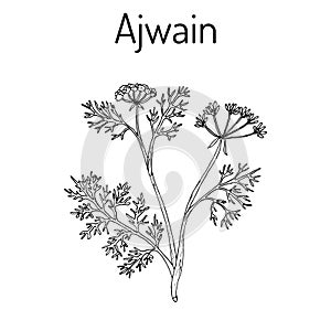 Ajwain trachyspermum ammi , or ajowan caraway, bishop weed, carom - spice herb
