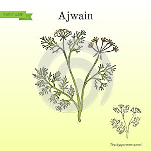 Ajwain trachyspermum ammi , or ajowan caraway, spice herb photo