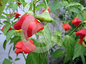 AjÃÂ­es Sombrero de bishop Flaming red hot pepper garden plant photo