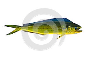 Aka Dorado dolphin fish mahi-mahi on white photo