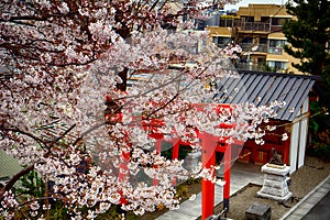 Akagi Shinto Shrine, Tokyo, Japan