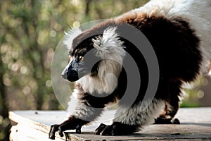 Black and white Ruffed Lemur photo