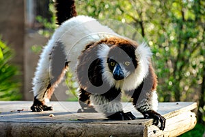 Black and white Ruffed Lemur photo