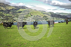 Akaroa cows