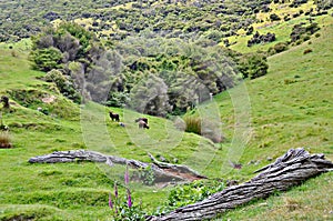 Akaroa landscape