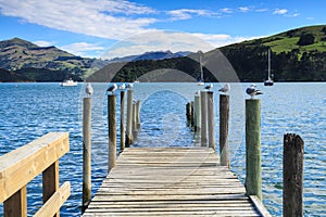 Akaroa, New Zealand. Seagulls roosting on a half sunken pier