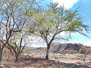 Akasia duri klampis arabika