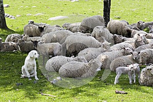 An akbash sheepdog guarding the herd