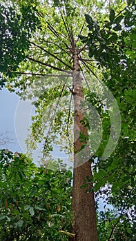 aker tree in the middle of the forest