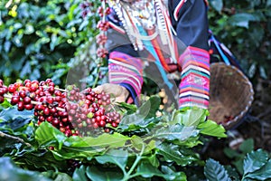 Akha woman picking red coffee beans on bouquet