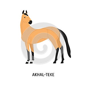 Akhal-Teke breed horse flat vector illustration. Beautiful equine, palfrey, blood-horse. Hoss breeding concept. Arabian