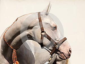 Akhal-Teke Cremello horse portrait