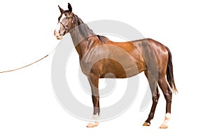 Akhal-teke horse