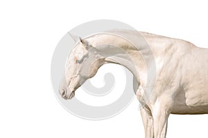 Akhal teke horse with blue eyes isolated on white