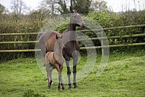 Akhal Teke, Horse Breed from Turkmenistan, Mare and Foal