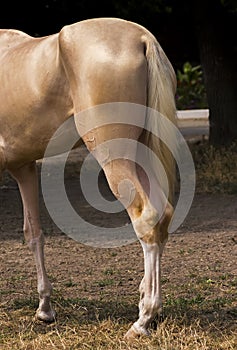 Akhal-Teke horse closeup