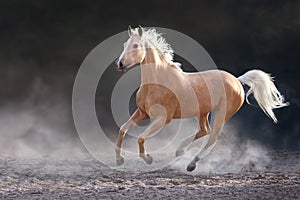 Akhal teke horse free run