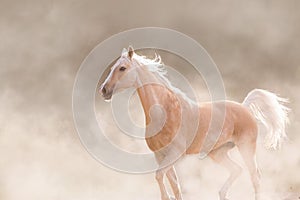 Akhal teke horse free run