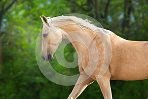 Akhal teke horse in motion