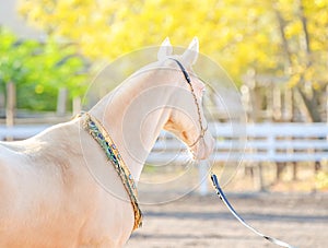 Akhal-Teke horse portrait.